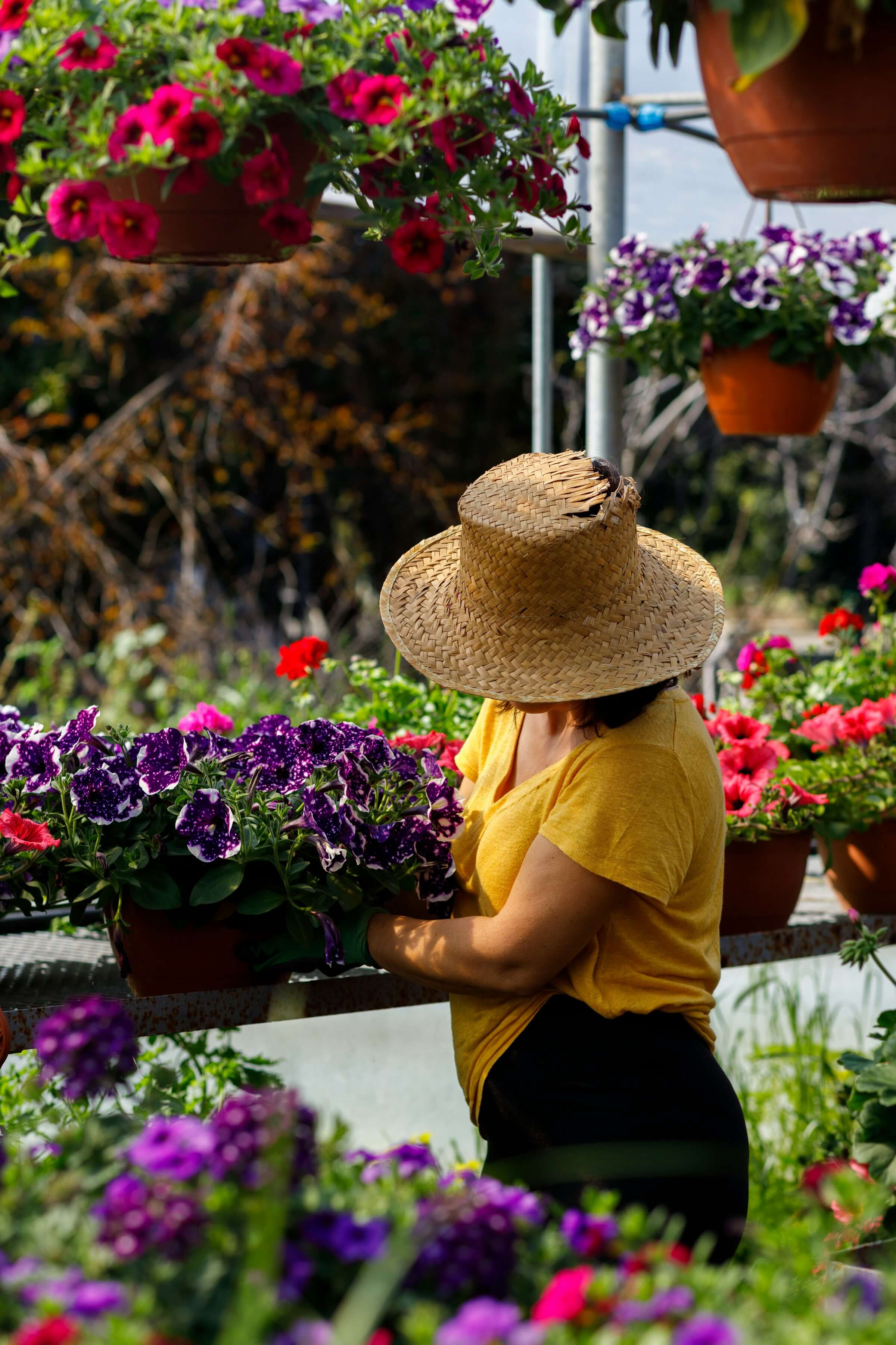 flower care image